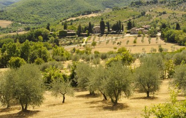 VOLTERRA AND THE CULTURE OF OIL