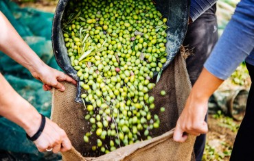 FROM FLORENCE TO VOLTERRA TOWARDS THE CULTURE OF OIL