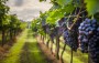 FRASCATI: IL CULTO DEL VINO 
