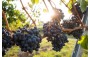 HORSEBACK RIDING AND WINE TASTING