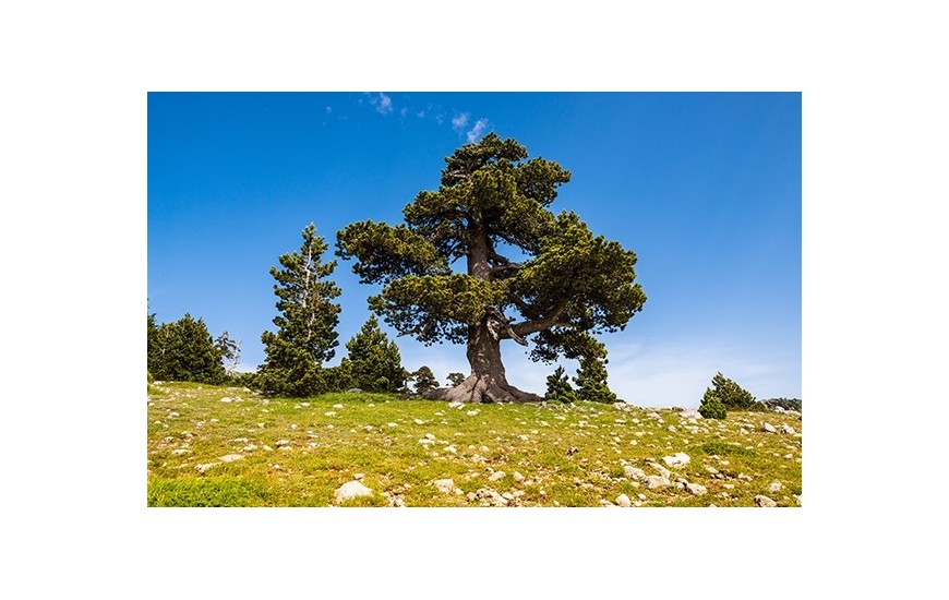 Calabria